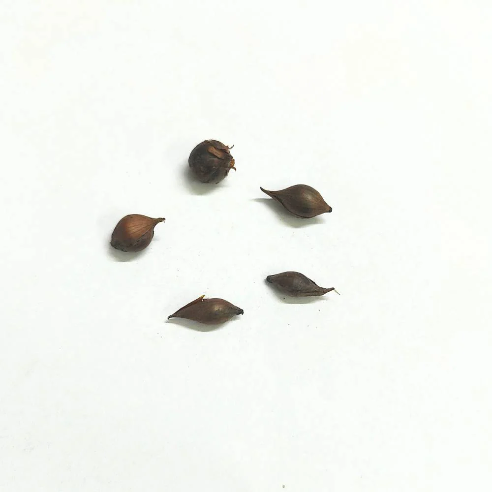 Oxalis White Flower Bulbs | Elegant Clover-Like Foliage & Pure White Blooms | Home Garden 